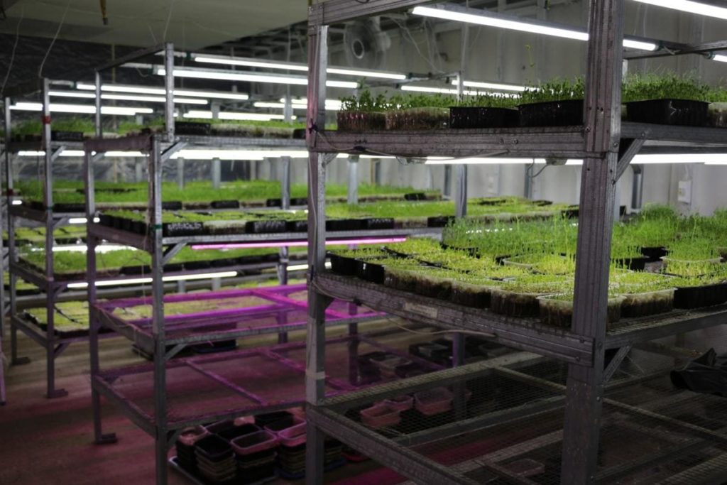 Обладнання для microgreen