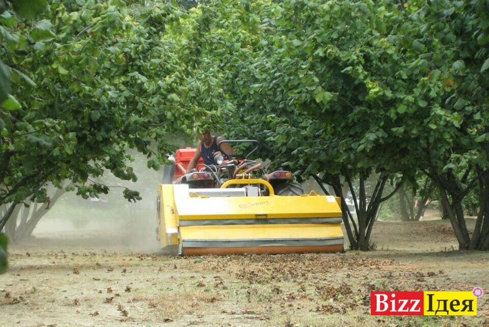 Технологія збору фундука 