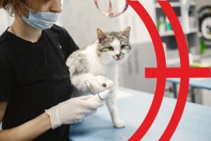 Як відкрити ветеринарну аптеку